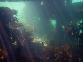 snorkeling australia