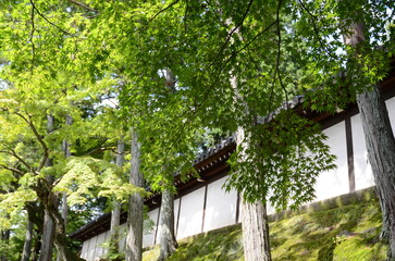 【京都】東福寺天得院の壁と青もみじ