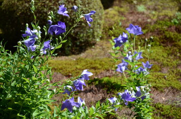 【京都】東福寺天徳院に咲く桔梗の花