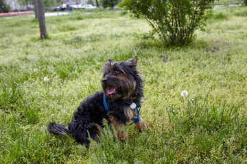 Cute dog sitting on the grass in a spring park. Dog on nature walk