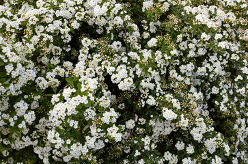 Bush of flowers Spiraea Vanhouttei at park. Beautiful ornamental plant in spring