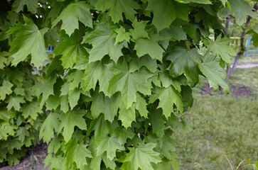 Leaves of maple at spring. Selective focus, blurred background