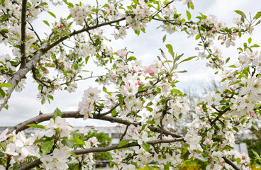 Blooming branch of a apple tree. Flowering apple tree. Soft focus image of blooms tree in spring time