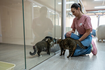 Cats interact through glass partitions in pet hotel rooms, observing each other as female staff member introduces new arrivals. Pet hotel, feline interaction, supervised introduction, animal comfort