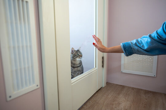 Hand of woman owner rests on glass door of cat hotel room, says goodbye to lonely pet, temporarily leaving in care facility. Emotional farewell, trust in pet accommodations for safe, comfortable stay