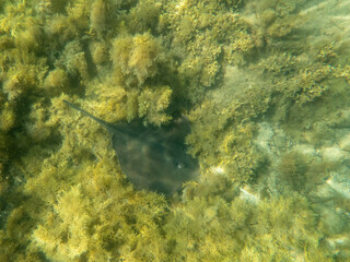 snorkeling australia