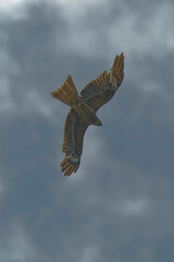 Bird of Prey Gliding in the Sky