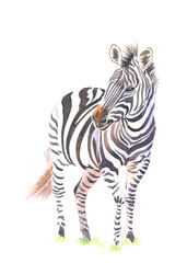Hand painted watercolour zebra on standing in white background.