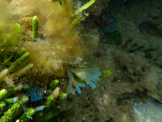 snorkeling australia