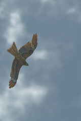 Bird of Prey Gliding in the Sky