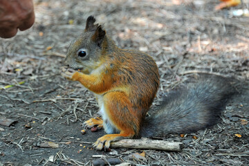 A brave squirrel in the park takes nuts from a hand.