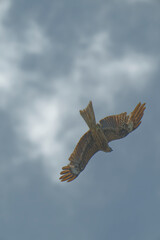Bird of Prey Gliding in the Sky