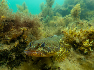 flathead