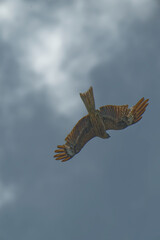 Black kite is flying