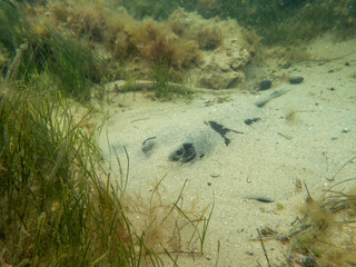 stingray