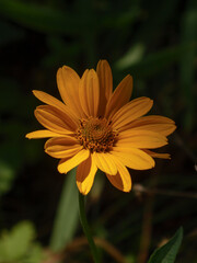 Bright Orange Daisy-like Flower Blooming in Sunlight