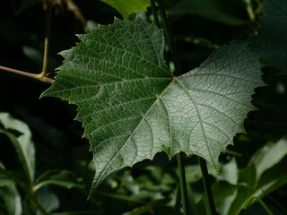 Detailed Close-up of a Textured Green Grape Leaf