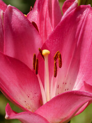 Bright Pink Lily Flower Showing Detailed Stamens and Pistil