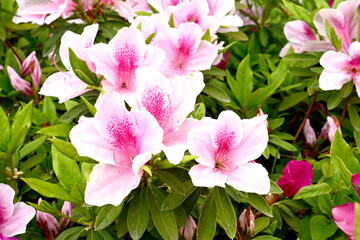 初夏の神戸離宮公園