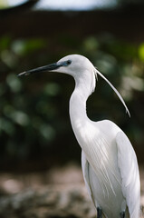 Snowy Egret