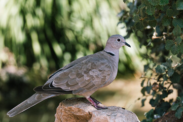 Eurasian Collared Dove
