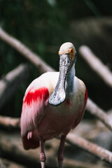 Roseate Spoonbill