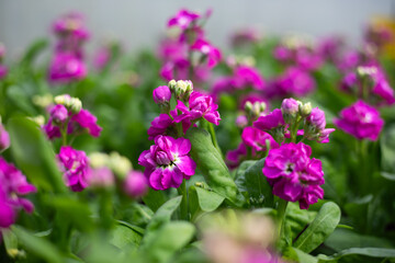 Fototapeta premium Mathiolas