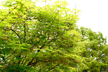 初夏の神戸離宮公園