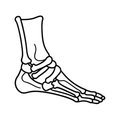 Continuous One Line Drawing Of Bones Of Human Foot For Anatomy Science And Medical Illustration