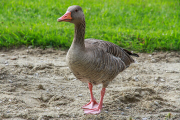 Greylag goose stands on green lawn in Munich’s Englischer Garten under soft summer light. Ideal for wildlife and urban nature themes. Germany.


