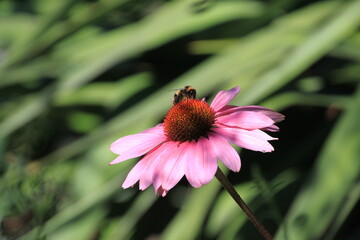 Close-up of purple Echinacea flower with pollinating bee, sunlit through foliage. Vibrant botanical moment in Trauttmansdorff Gardens. South Tyrol, Italy.

