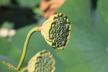 Unripe lotus seed pod in botanical garden: green showerhead-shaped pod with exposed seeds on curved...