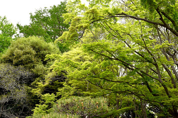 初夏の神戸離宮公園