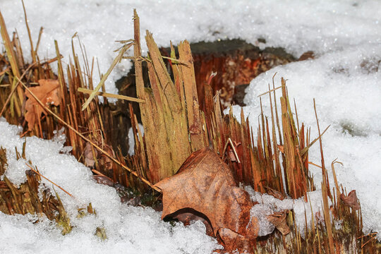 Spitze Holzsplitter eines Baumes im Schnee