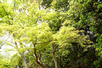 初夏の神戸離宮公園