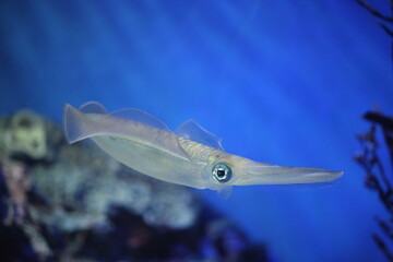 Spear squid (Heterololigo bleekeri) in Japan