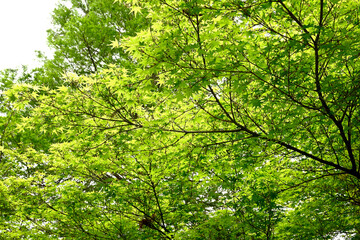 初夏の神戸離宮公園