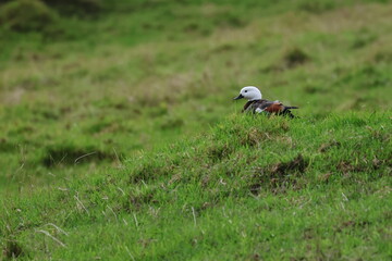 paradise shellduck