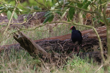 swamphen