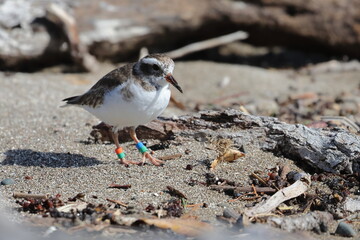 shore plover
