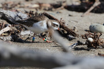 shore plover