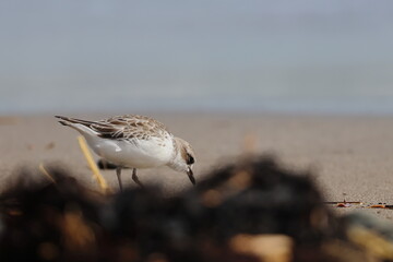 new zealand dotterel