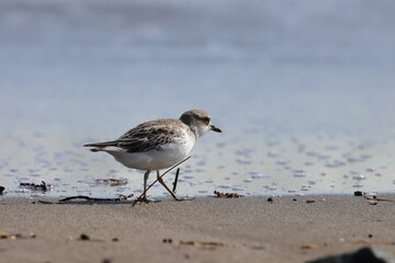 new zealand dotterel