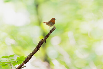 枝先に止まるコマドリ