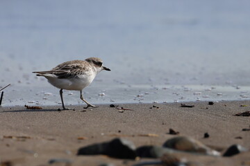 new zealand dotterel