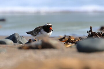 shore plover