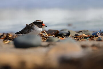 shore plover