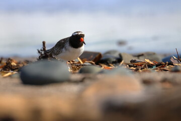shore plover