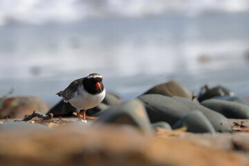 shore plover