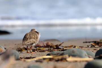 shore plover